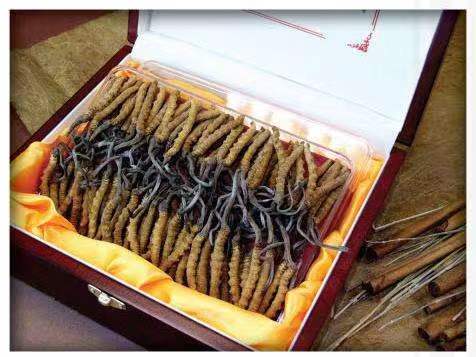 陇川冬虫夏草回收